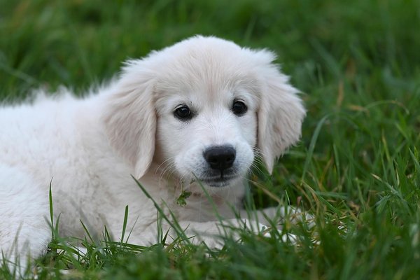 Où trouver les produits pour lapins et rongeurs ?