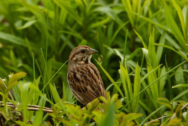 Découverte incroyable : une nouvelle espèce d'oiseau en Amazonie