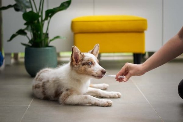Astuces pour apprendre à un chien à ne pas courir après les vélos