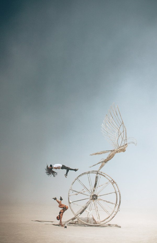 Les ratons laveurs : des acrobates urbains