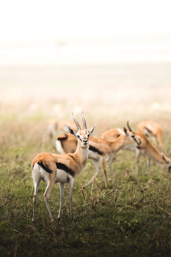 Les antilopes du désert : des coureurs endurants