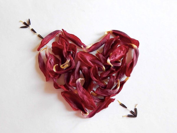 La danse nuptiale des oiseaux de paradis : un spectacle d'amour extravagant