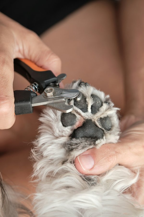 Coupe ongle pour chien : pourquoi il est essentiel pour la santé de votre animal ?