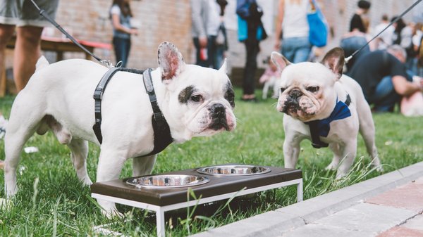 Croquettes pour bouledogue français : notre avis éclairé