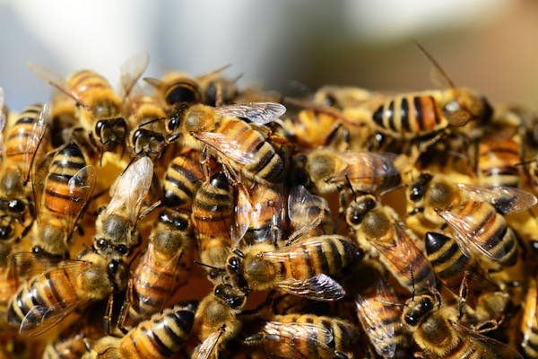 Réservez votre essaim d'abeilles et bénéficiez de remises !