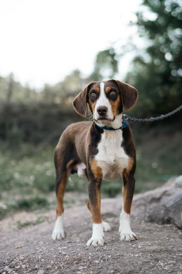 Les meilleures laisses de canicross pour vos aventures sportives
